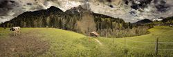 cows grazing, Rougemont, Vaud