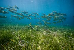 Fish swimming in blue sea