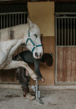 Crop farrier cleaning horse hoof