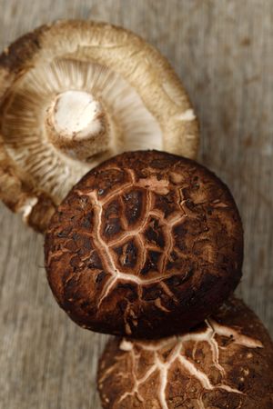 Close Up Portobello Mushroom
