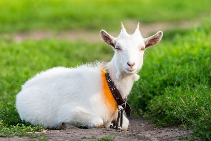Small light goat with horns on green grass