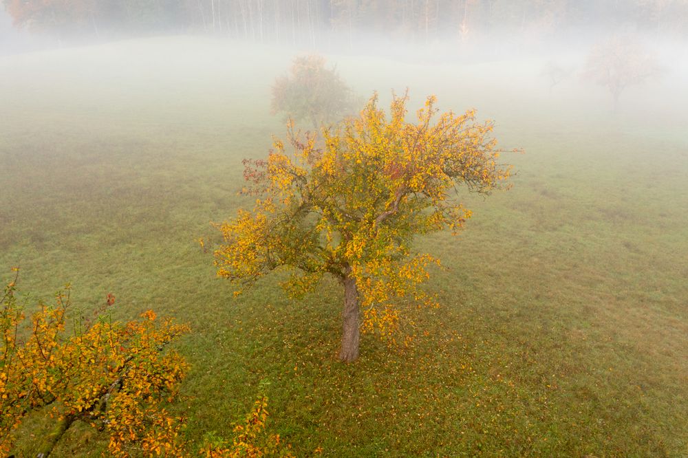 Aerial image with an autumn multicolored orchard on a foggy morning