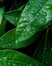 Close up of green leaves with dew