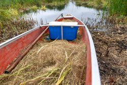 A canoe filled with harvested wild rice at Rice Lake NWR in Aitkin County, Minnesota
