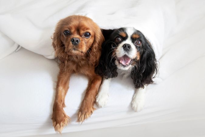 Two cavalier spaniels looking up from the bed