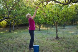 Mature woman in a pink shirt and dark blue pants picking apples from a tree, on a sunny day in an orchard.