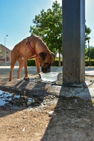 Boxer dog thirsty is drinking water.