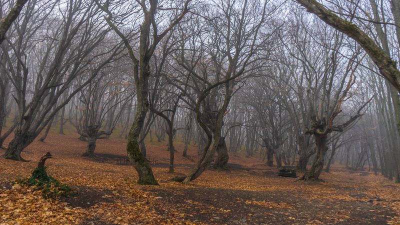 Foggy autumnal forest with barren trees