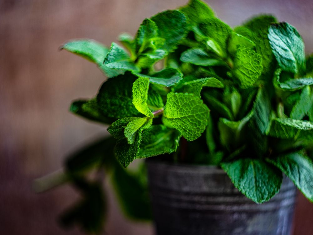Organic mint leaves growing in pot