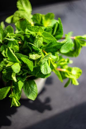 Top view of organic mint leaves in pot