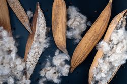 Kapok, tropical cotton fruit used for fiber and seed,