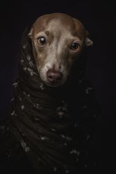 Italian Greyhound dog with scarf