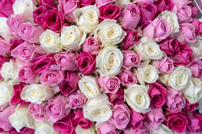 Cluster of pink roses