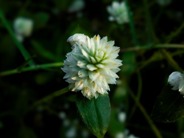 Alternanthera philoxeroides