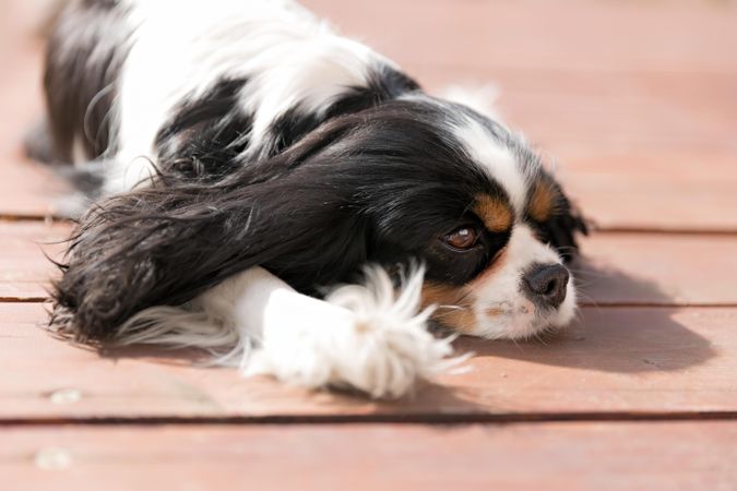 Cavalier spaniel resting on porch outside