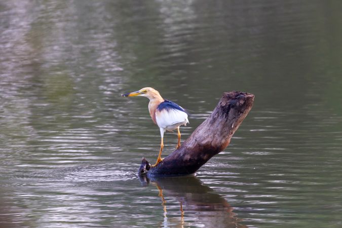 Juvenile Heron