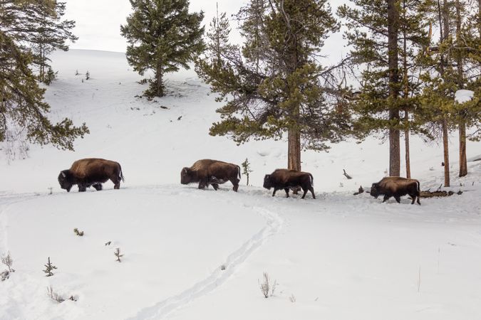 American bisons in the snow at Yellowstone National Park