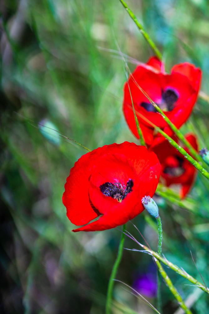 Summer poppy flowers