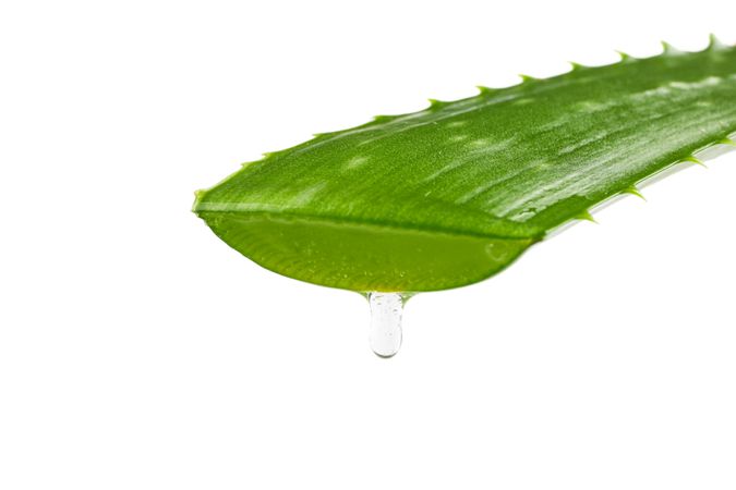 Aloe vera fresh leaf isolated on blank background, closeup. Treatment plant