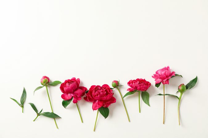 Flat lay composition with beautiful peonies on light background, space for text