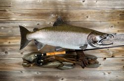 Trophy salmon and fishing gear on rustic wood