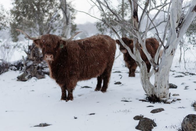 Two highland cattle calves on snow covered ground and bare trees