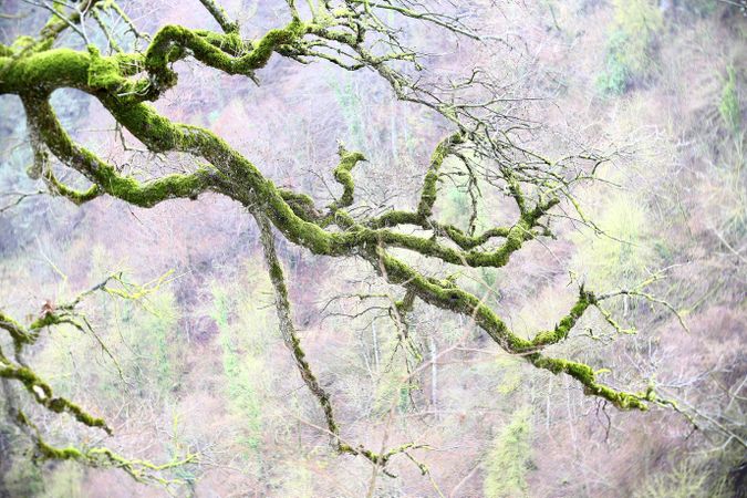Green branches covered with moss