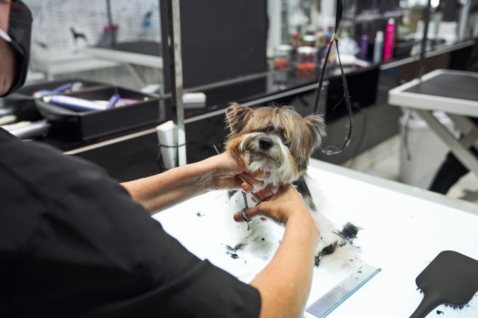 Unrecognizable master cutting fur of dog in grooming salon