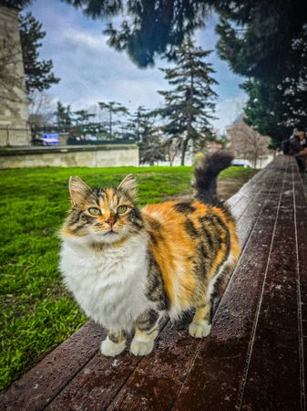İstanbul cat