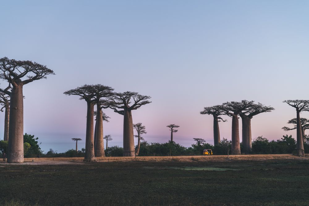 Wonderful sunset among giant baobabs