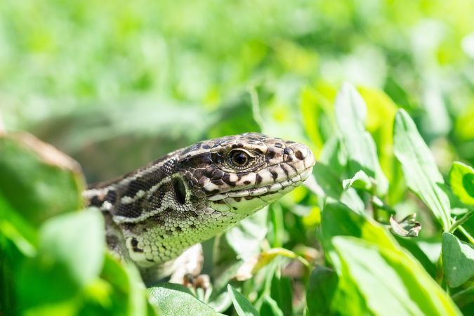 Lizard on green grass