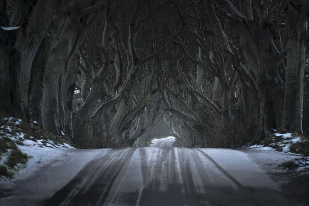 Tunnel of giant beech leafless trees in Ireland