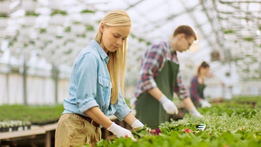 Team of Happy Gardeners Busily Working, Arranging, Sorting Colorful Flowers