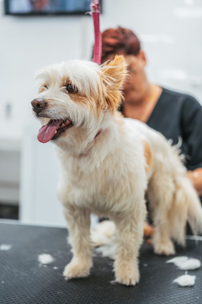 Happy dog on grooming table