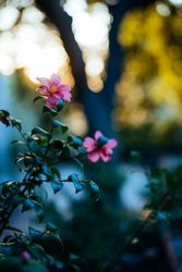 Close up of camellia flower in garden