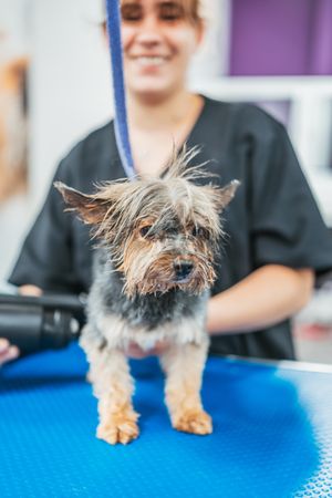 Happy dog during grooming procedure