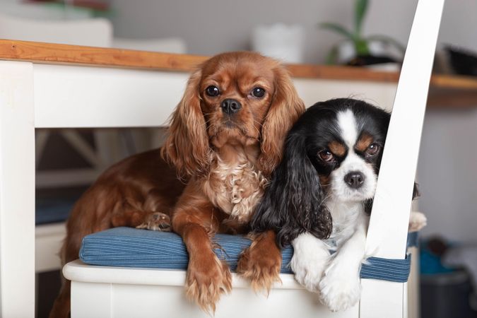 Two cavalier spaniels relaxing on a chair