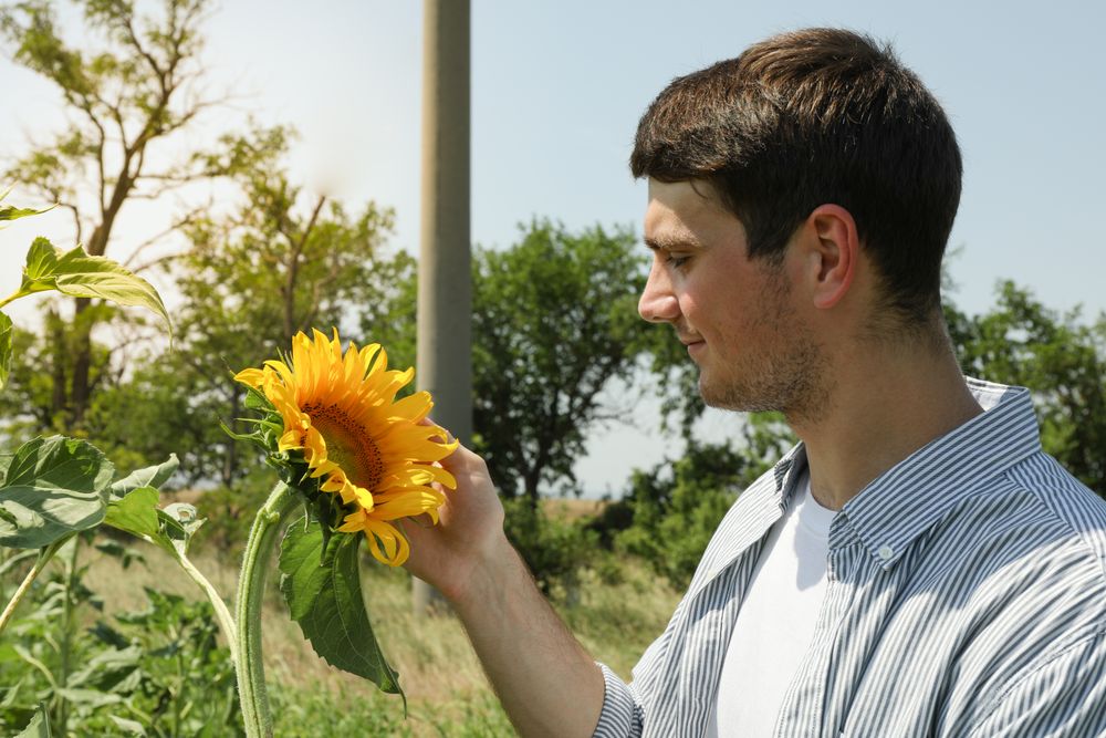 Happy farmer looking on sunflower. Sunflower harvest
