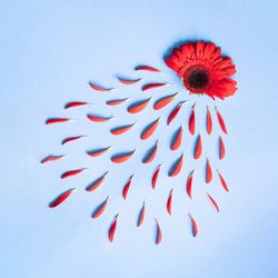 Red flower with petals on blue background