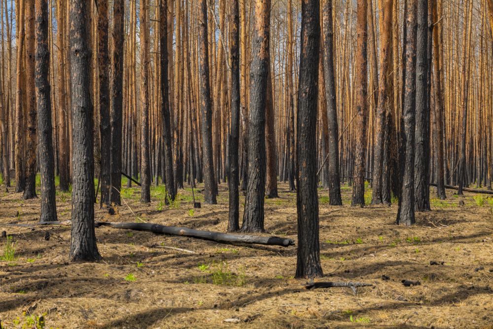 Field of tall trees with dark trunks