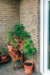 Vegetable garden on balcony corner of apartment with plants growing on ceramic pots
