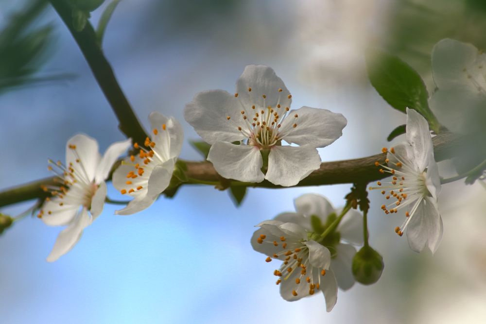 Fowers of the cherry or apple blossom. Sakura flower.