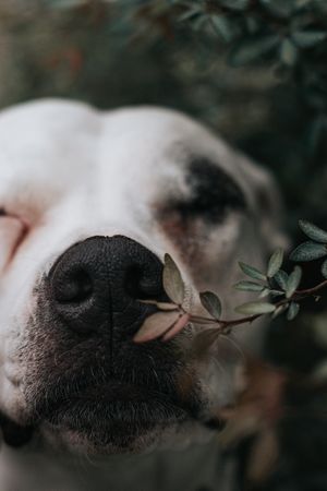 Happy amstaff dog spending time in street
