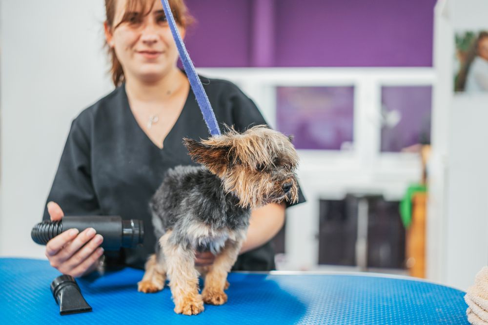 Small dog during fur drying procedure