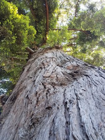 Texture of tree trunk in upward shot