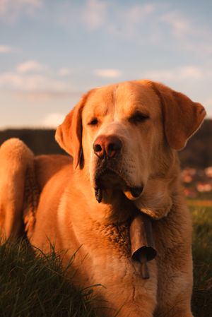 Dog between field and blue sky