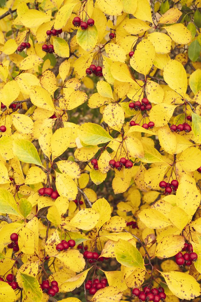 Russian Hawthorn and yellow leaves