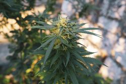 Marijuana plant in the shadows