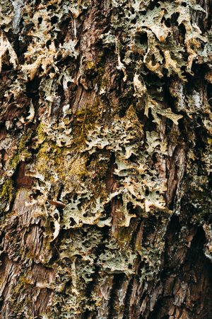 Mossy tree trunk