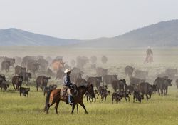 Ranchers round up calfs for branding at  Big Creek cattle ranch near Riverside, Wyoming 5lVgYb